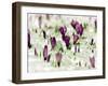 Crocus Blossoms Break Through the Snow Blanket-null-Framed Photographic Print