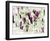 Crocus Blossoms Break Through the Snow Blanket-null-Framed Photographic Print