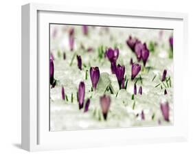 Crocus Blossoms Break Through the Snow Blanket-null-Framed Photographic Print