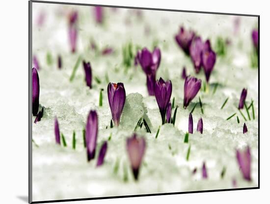 Crocus Blossoms Break Through the Snow Blanket-null-Mounted Photographic Print