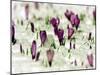 Crocus Blossoms Break Through the Snow Blanket-null-Mounted Photographic Print