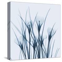 Crocus Blue-Albert Koetsier-Stretched Canvas