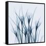 Crocus Blue-Albert Koetsier-Framed Stretched Canvas