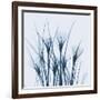 Crocus Blue-Albert Koetsier-Framed Art Print