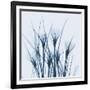 Crocus Blue-Albert Koetsier-Framed Art Print