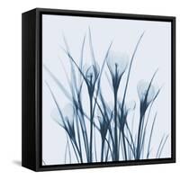 Crocus Blue-Albert Koetsier-Framed Stretched Canvas