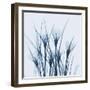 Crocus Blue-Albert Koetsier-Framed Art Print