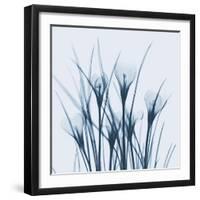 Crocus Blue-Albert Koetsier-Framed Art Print