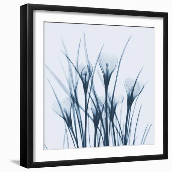 Crocus Blue-Albert Koetsier-Framed Art Print