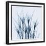 Crocus Blue-Albert Koetsier-Framed Art Print