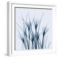 Crocus Blue-Albert Koetsier-Framed Art Print