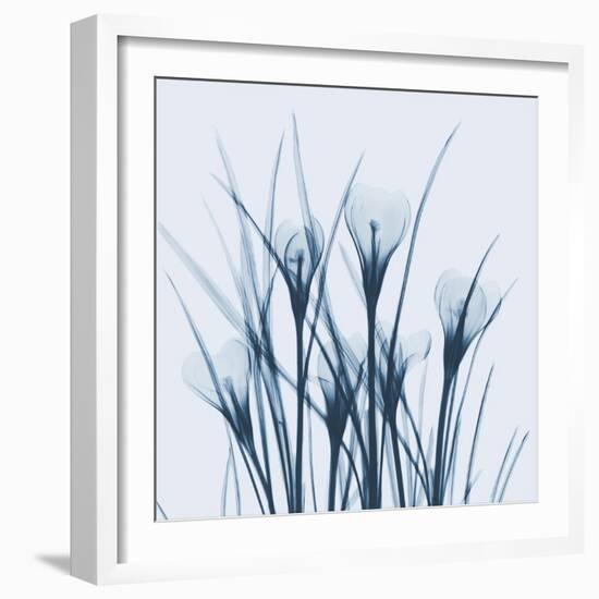 Crocus Blue-Albert Koetsier-Framed Art Print