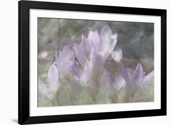 Crocus Blur I-Malcolm Sanders-Framed Giclee Print