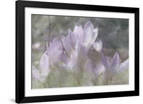 Crocus Blur I-Malcolm Sanders-Framed Giclee Print