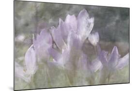 Crocus Blur I-Malcolm Sanders-Mounted Giclee Print