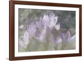 Crocus Blur I-Malcolm Sanders-Framed Giclee Print