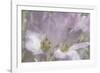 Crocus Blur II-Malcolm Sanders-Framed Giclee Print