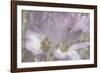 Crocus Blur II-Malcolm Sanders-Framed Giclee Print