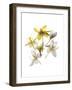 Crocus Dance-Judy Stalus-Framed Art Print