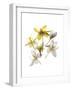 Crocus Dance-Judy Stalus-Framed Art Print