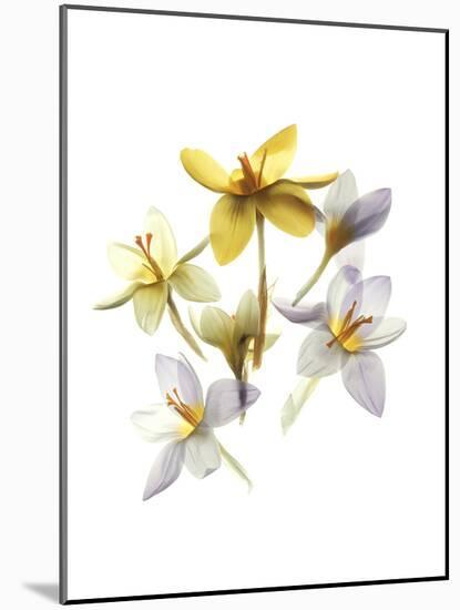 Crocus Dance-Judy Stalus-Mounted Art Print