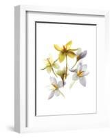 Crocus Dance-Judy Stalus-Framed Art Print