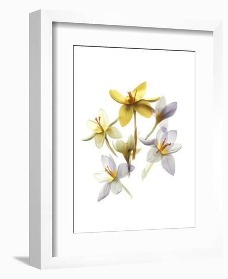 Crocus Dance-Judy Stalus-Framed Art Print