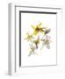 Crocus Dance-Judy Stalus-Framed Art Print