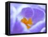 Crocus flower (Crocus sp) stigma - close up.-Robert Thompson-Framed Stretched Canvas