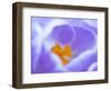 Crocus flower (Crocus sp) stigma - close up.-Robert Thompson-Framed Photographic Print