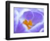 Crocus flower (Crocus sp) stigma - close up.-Robert Thompson-Framed Photographic Print