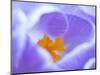 Crocus flower (Crocus sp) stigma - close up.-Robert Thompson-Mounted Photographic Print