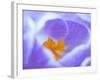 Crocus flower (Crocus sp) stigma - close up.-Robert Thompson-Framed Photographic Print