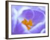 Crocus flower (Crocus sp) stigma - close up.-Robert Thompson-Framed Photographic Print