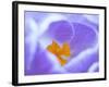 Crocus flower (Crocus sp) stigma - close up.-Robert Thompson-Framed Photographic Print