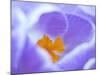 Crocus flower (Crocus sp) stigma - close up.-Robert Thompson-Mounted Photographic Print