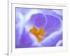 Crocus flower (Crocus sp) stigma - close up.-Robert Thompson-Framed Photographic Print