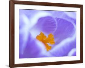 Crocus flower (Crocus sp) stigma - close up.-Robert Thompson-Framed Photographic Print