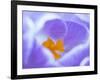 Crocus flower (Crocus sp) stigma - close up.-Robert Thompson-Framed Photographic Print