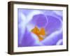 Crocus flower (Crocus sp) stigma - close up.-Robert Thompson-Framed Photographic Print