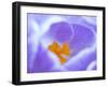 Crocus flower (Crocus sp) stigma - close up.-Robert Thompson-Framed Photographic Print