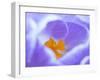 Crocus flower (Crocus sp) stigma - close up.-Robert Thompson-Framed Photographic Print