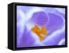 Crocus flower (Crocus sp) stigma - close up.-Robert Thompson-Framed Stretched Canvas