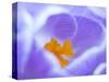 Crocus flower (Crocus sp) stigma - close up.-Robert Thompson-Stretched Canvas