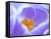 Crocus flower (Crocus sp) stigma - close up.-Robert Thompson-Framed Stretched Canvas