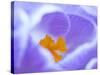 Crocus flower (Crocus sp) stigma - close up.-Robert Thompson-Stretched Canvas