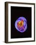 Crocus flower from above, closing in evening-Heather Angel-Framed Photographic Print