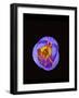 Crocus flower from above, closing in evening-Heather Angel-Framed Photographic Print