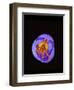 Crocus flower from above, closing in evening-Heather Angel-Framed Photographic Print