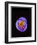 Crocus flower from above, closing in evening-Heather Angel-Framed Photographic Print